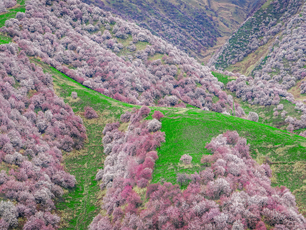 Best places to see spring blossoms in China