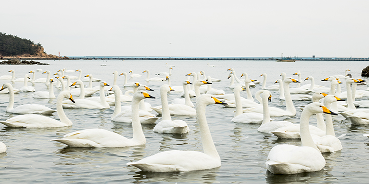 Photography Tour to Yandunjiao for Migratory Whooper Swan