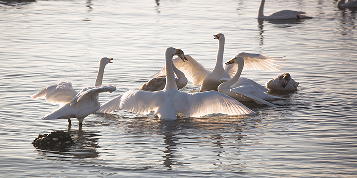 Photography Tour to Yandunjiao for Migratory Whooper Swan