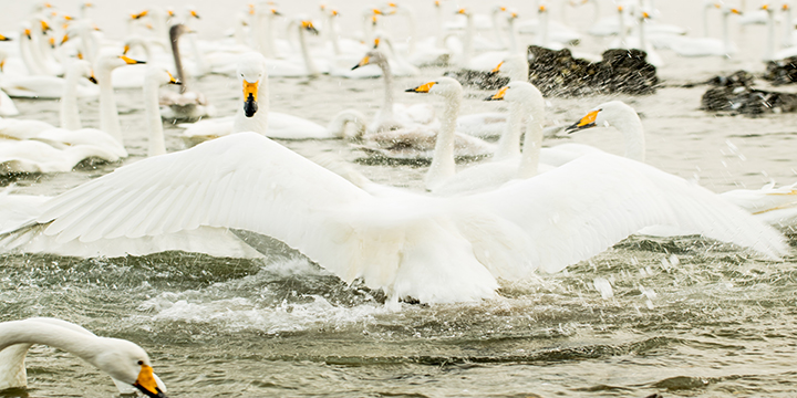 Photography Tour to Yandunjiao for Migratory Whooper Swan