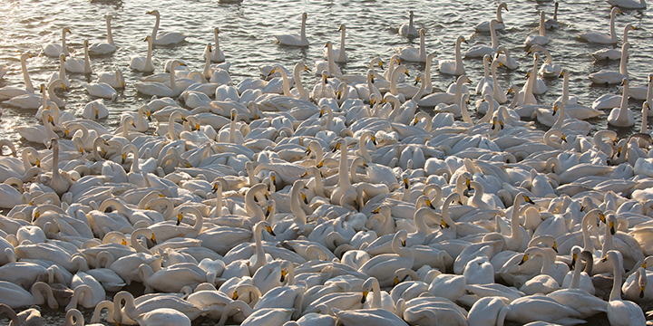 Photography Tour to Yandunjiao for Migratory Whooper Swan