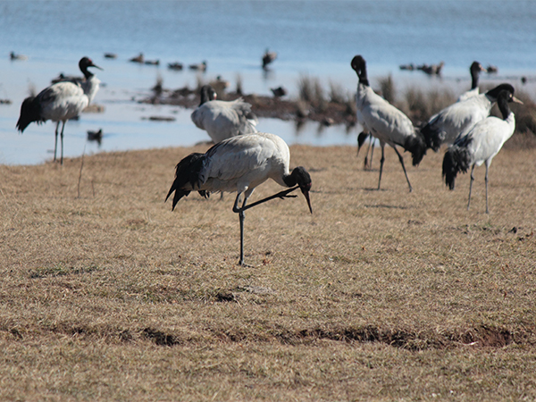 Best birding spots in China