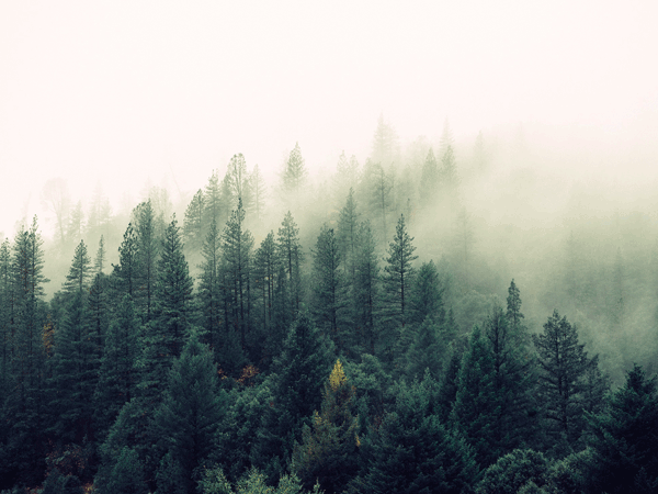 Most Beautiful Forests in China - Jianfeng Tropical Rainforest